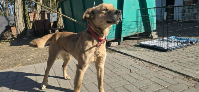 Przywiązana do drzewa i pozostawiona sama w lesie. Suczka cudem przeżyła!