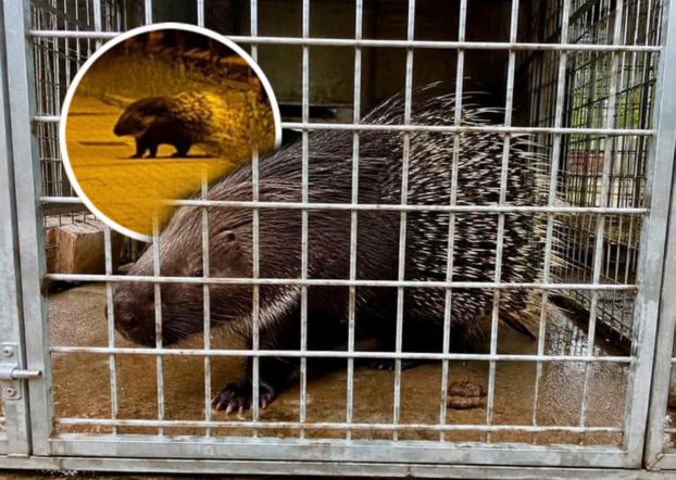 Dokąd nocą tupta… jeżozwierz!? Egzotyczne zwierzę odłowione w Łomiankach! Drugi osobnik wciąż jest na wolności