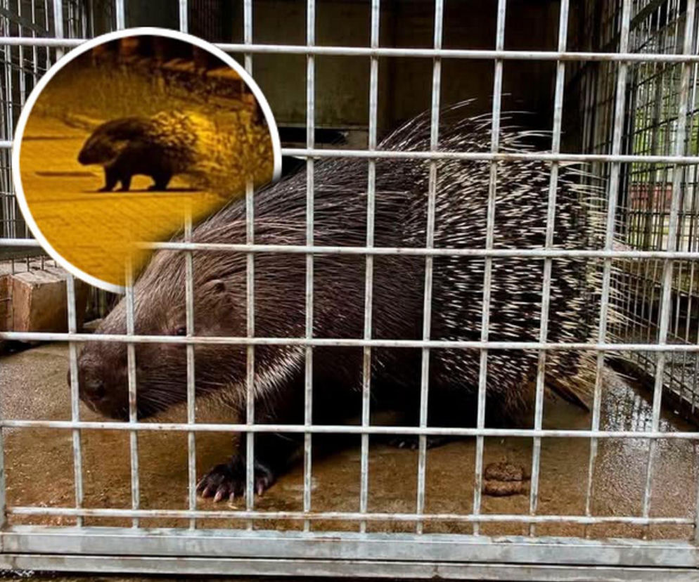 Jeżozwierz spacerował po Łomiankach! Szukają właściciela, a na wolności grasuje drugi osobnik!
