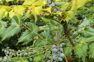 Mahonia japońska - Mahonia japonica