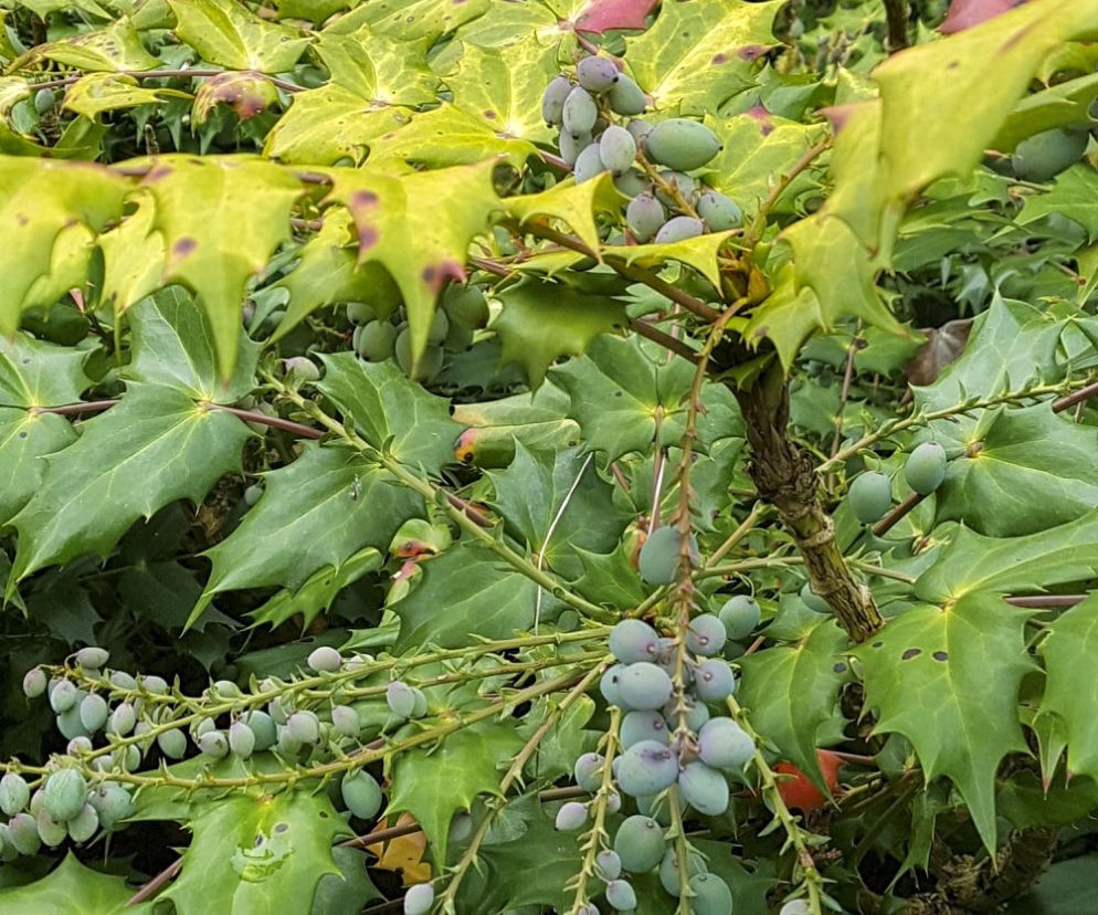 Mahonia japońska