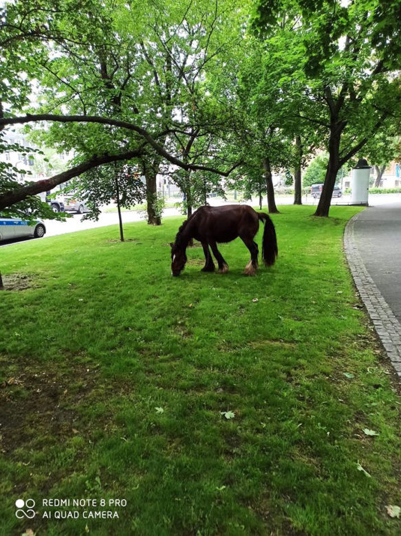 Konie w Krakowie
