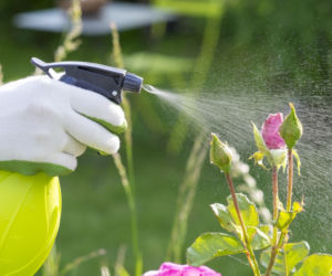 Pielęgnacja róż