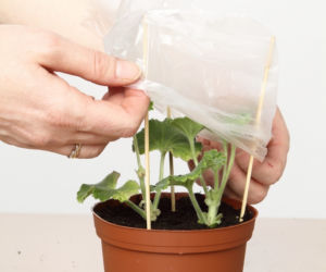 Sadzonki pelargonii