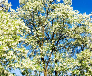 Robinia akacjowa