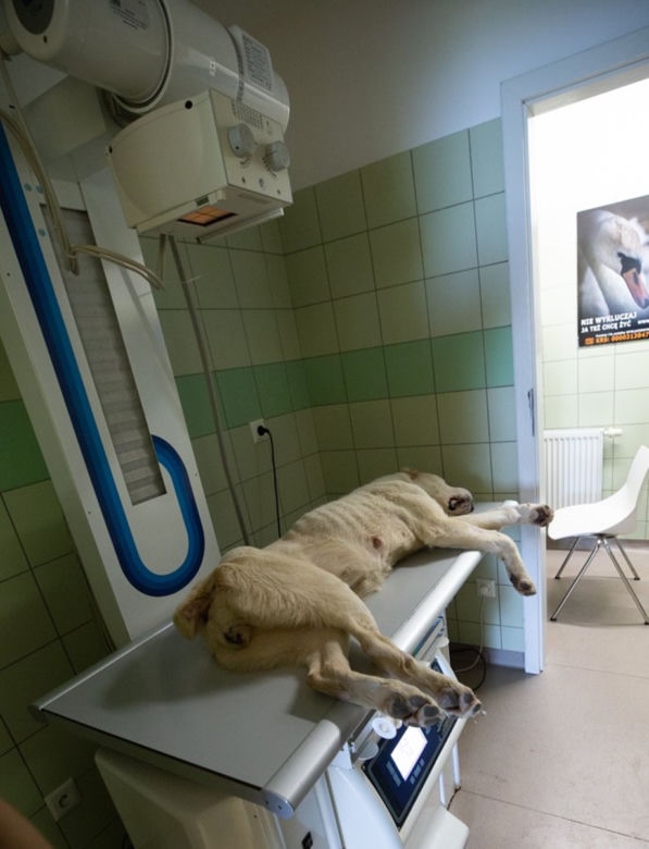 Lecznica Ada. z głodu kości przebiły skórę psa [GALERIA]
