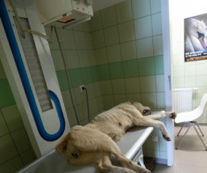 Lecznica Ada. z głodu kości przebiły skórę psa [GALERIA]