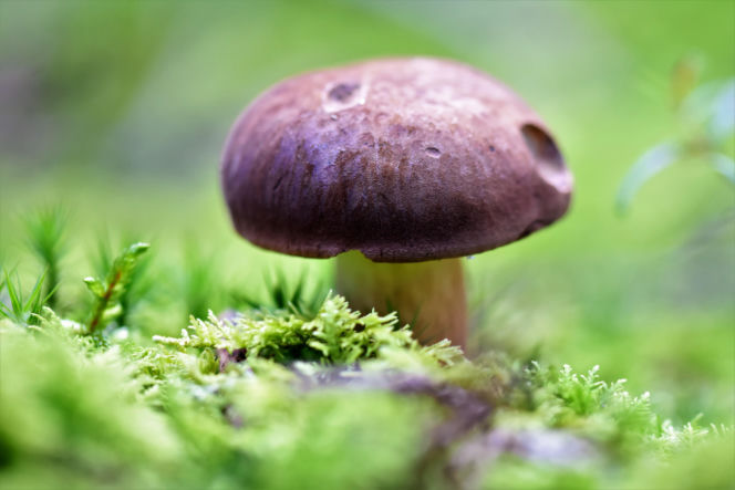TOP miejsc na grzybobranie w Śląskiem