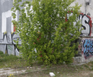 „Czarnobyl” Warszawy zniknie z mapy. „Smród, fetor i grzyb”. Tak wyglądało życie w „13 dzielnicy”