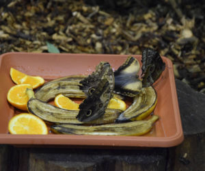 Jak wyglądała motylarnia w ZOO w Poznaniu