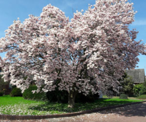 Magnolia