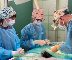 Operacja świnki morskiej z fikuśną grzywą. Janson pod skalpelem 