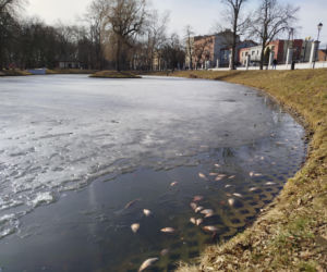 Martwe ryby w stawie na terenie Parku Aleksandria w Siedlcach