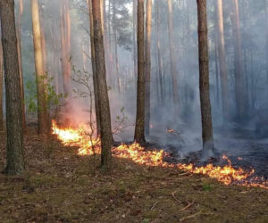 Ogromny pożar pod Grójcem! Spłonęło 80 hektarów lasu