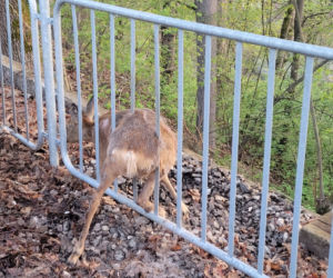 Piękna sarenka utknęła w ogrodzeniu. Przerażone zwierzę nie potrafiło wydostać się z pułapki