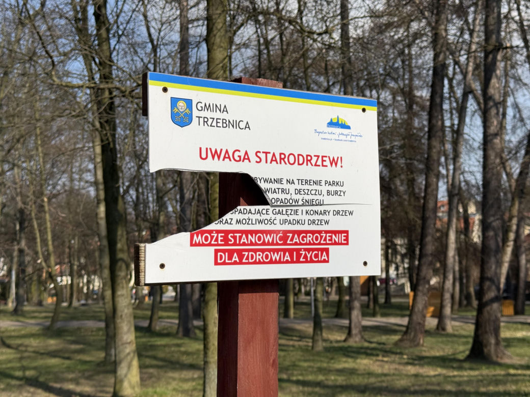 Drzewo runęło na młodego chłopaka w parku. Pół miliona złotych kary dla urzędnika