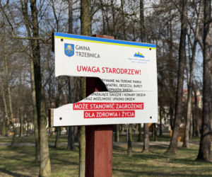 Drzewo runęło na młodego chłopaka w parku. Pół miliona złotych kary dla urzędnika