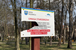 Drzewo runęło na młodego chłopaka w parku. Pół miliona złotych kary dla urzędnika