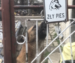 To On operował suczkę, której psy oderwały łapę