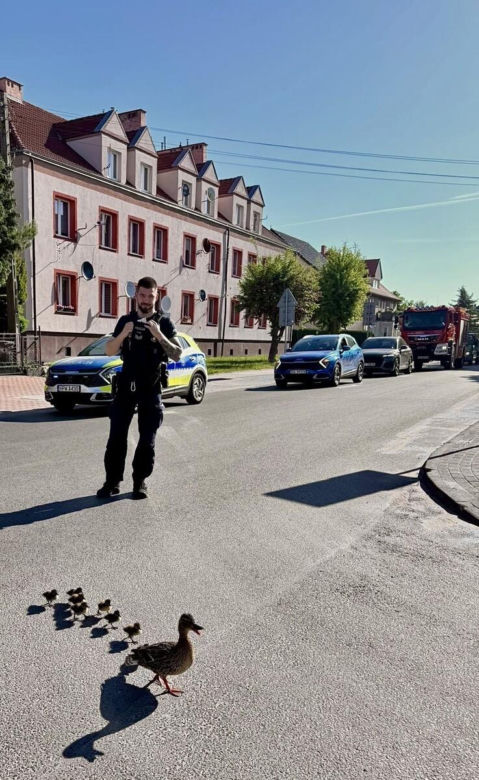 Eskorta dla kaczek