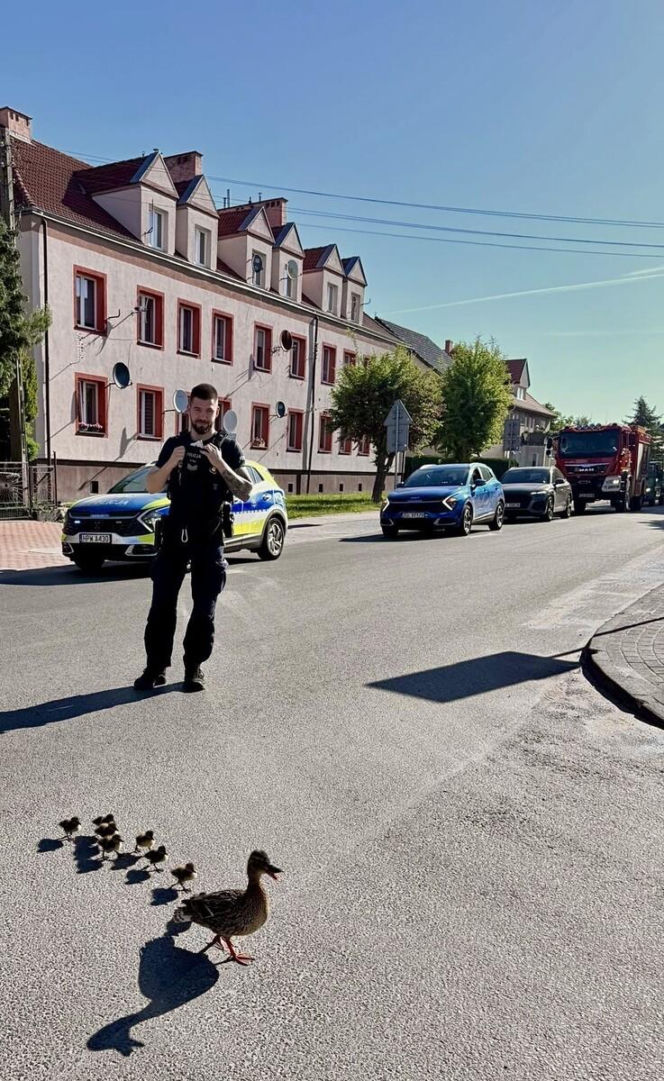Eskorta dla kaczek