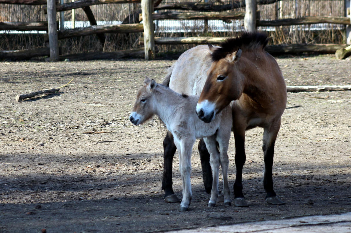  Warszawskie zoo ma nowego mieszkańca. To trzecie dziecko Primy i Larsa