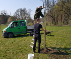 Drzewa Młodej Bydgoszczy