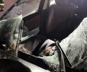 Zderzenie bmw z łosiem w miejscowości Markowszczyzna