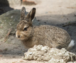 Nowi mieszkańcy wrocławskiego zoo