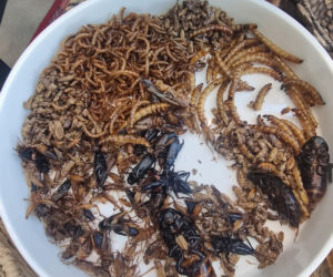 Królowe przetrwania reagują na pierwszy odcinek. Śmiech, łzy i marsowe miny