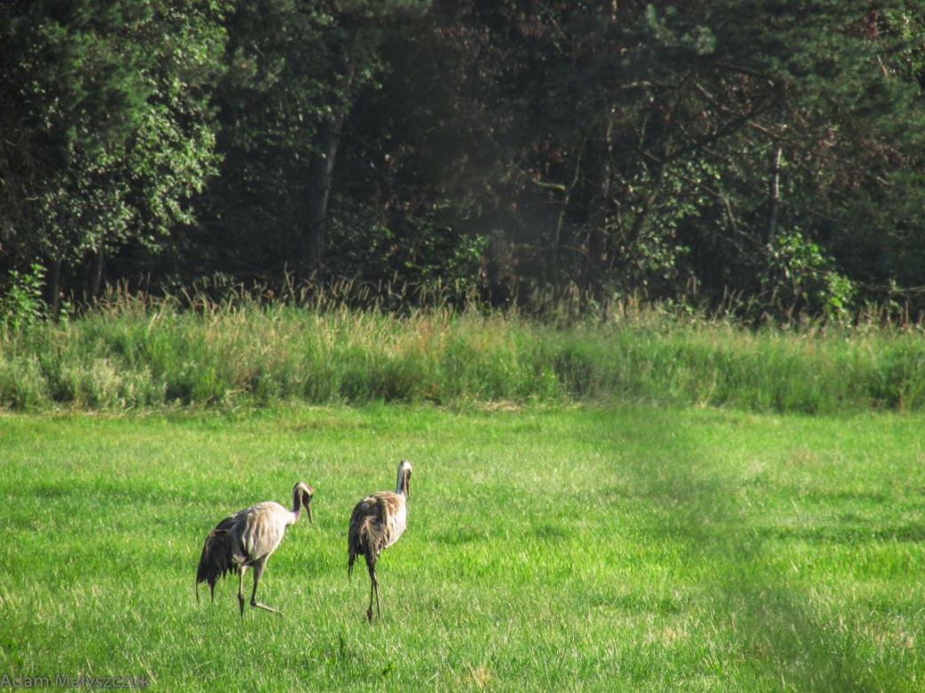Podlaska fauna