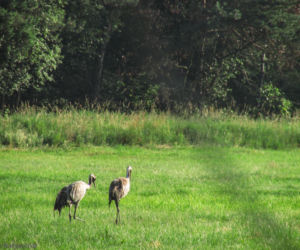 Podlaska fauna