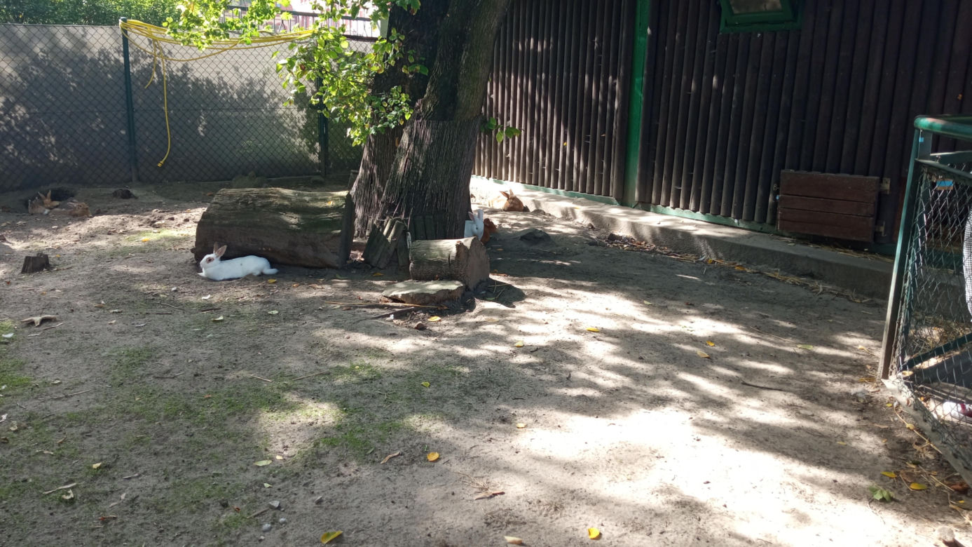 Stare ZOO w Poznaniu. Idealne miejsce na rodzinne spacery w sercu miasta 