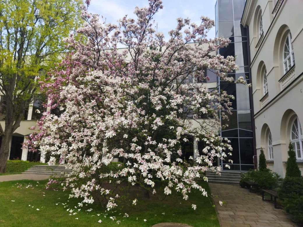 magnolie na KUL-u