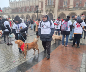 34. finał WOŚP w Krakowie. Golden Retrievery na Rynku Głównym