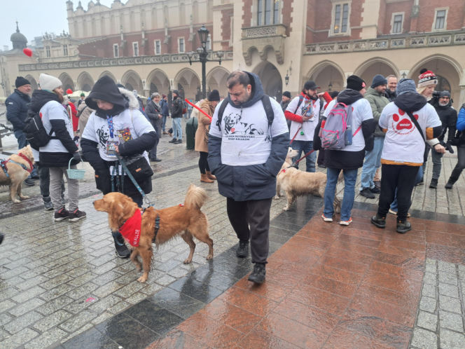 34. finał WOŚP w Krakowie. Golden Retrievery na Rynku Głównym