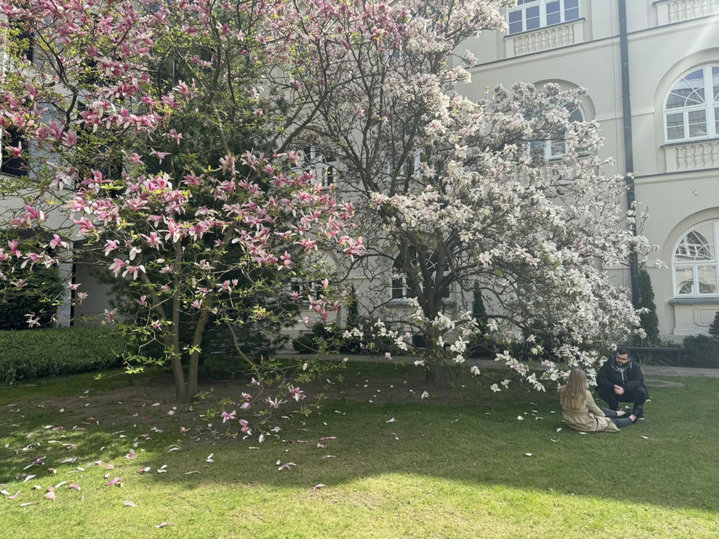 magnolie na KUL-u