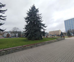 Choinka miejska Siedlce