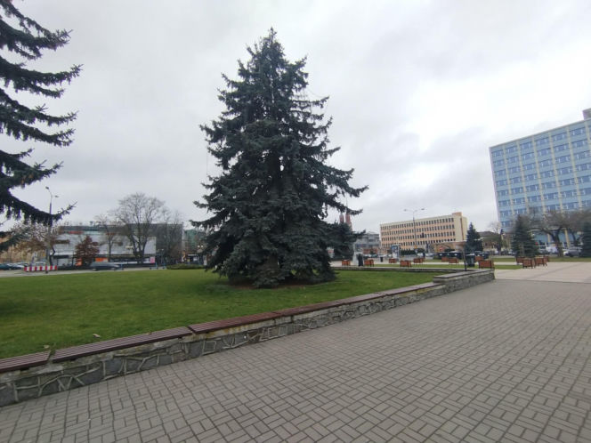Choinka miejska Siedlce