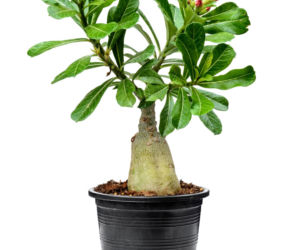 Róża pustyni (adenium)