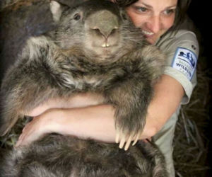 WOMBAT GIGANT