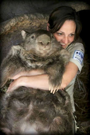 WOMBAT GIGANT