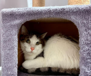 Koty ze szczecińskiego schroniska czekają na nowy dom