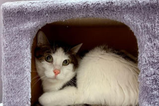 Koty ze szczecińskiego schroniska czekają na nowy dom