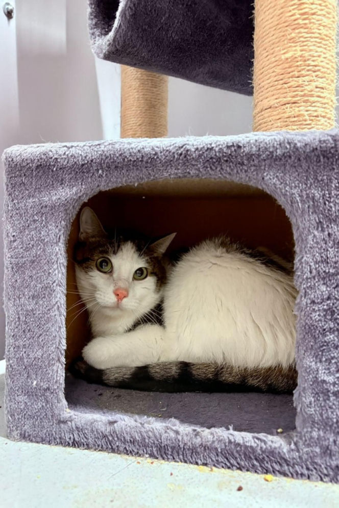 Koty ze szczecińskiego schroniska czekają na nowy dom