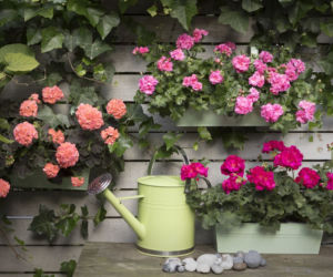 Pelargonie