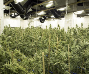 Chińska plantacja marihuany pod Piasecznem: Towar wart 3,5 mln zł!