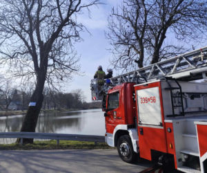 Nietypowa akcja ratunkowa. Sowa uwolniona z sieci