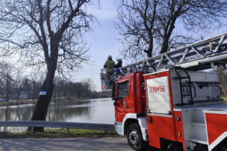 Nietypowa akcja ratunkowa. Sowa uwolniona z sieci