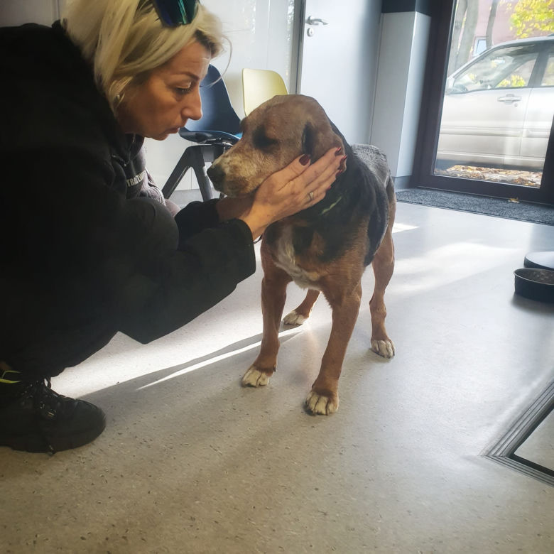 Ofiara zoofila trafiła pod opiekę wolontariuszy